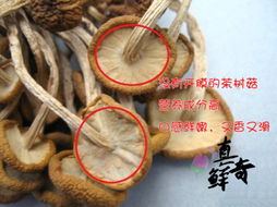 江西广昌农家自种茶树菇 2013年新上市的茶新菇干货批发与特产馈赠