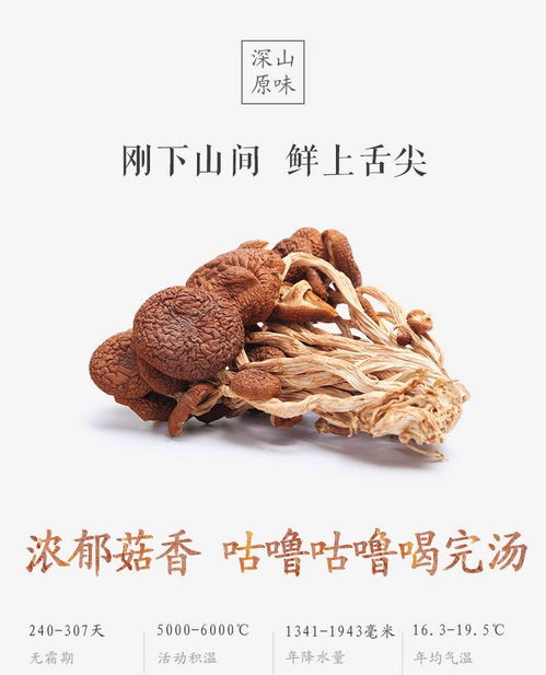 农家茶树菇干货 不开伞的菌菇之美